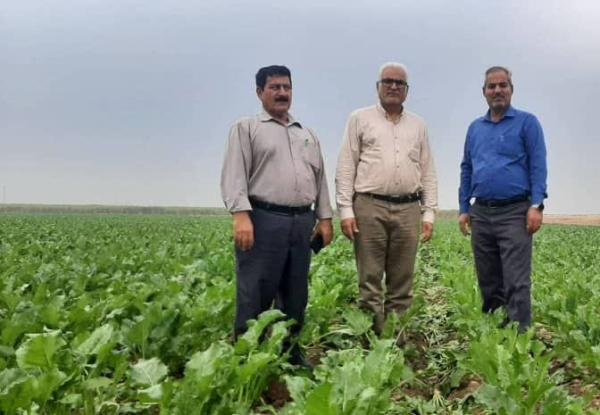 کشت محصولات غیرنیشکری در ۹ هزار هکتار مزارع آیشی نیشکر